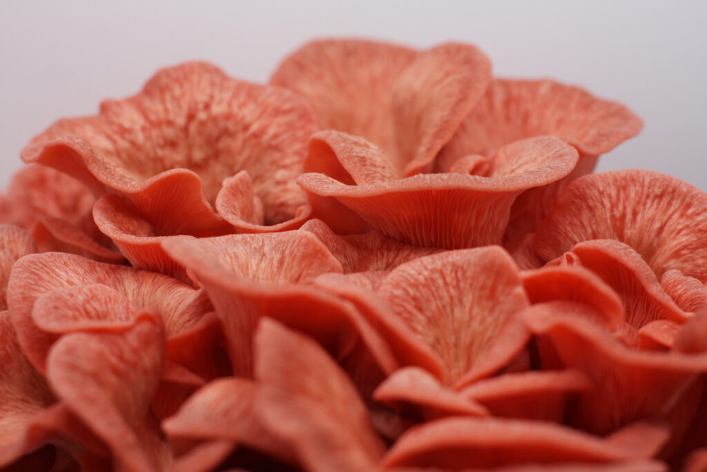 Here is what we call gourmet mushrooms (Pink oyster mushroom)