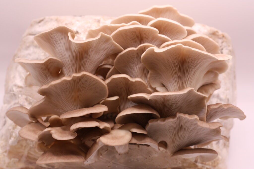 Here is what we call gourmet mushrooms (Grey oyster mushroom)