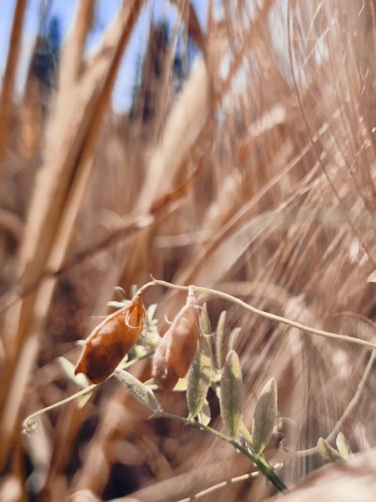 After producing lentils (on the picture) the first time, we were immediatly confronted with challenges