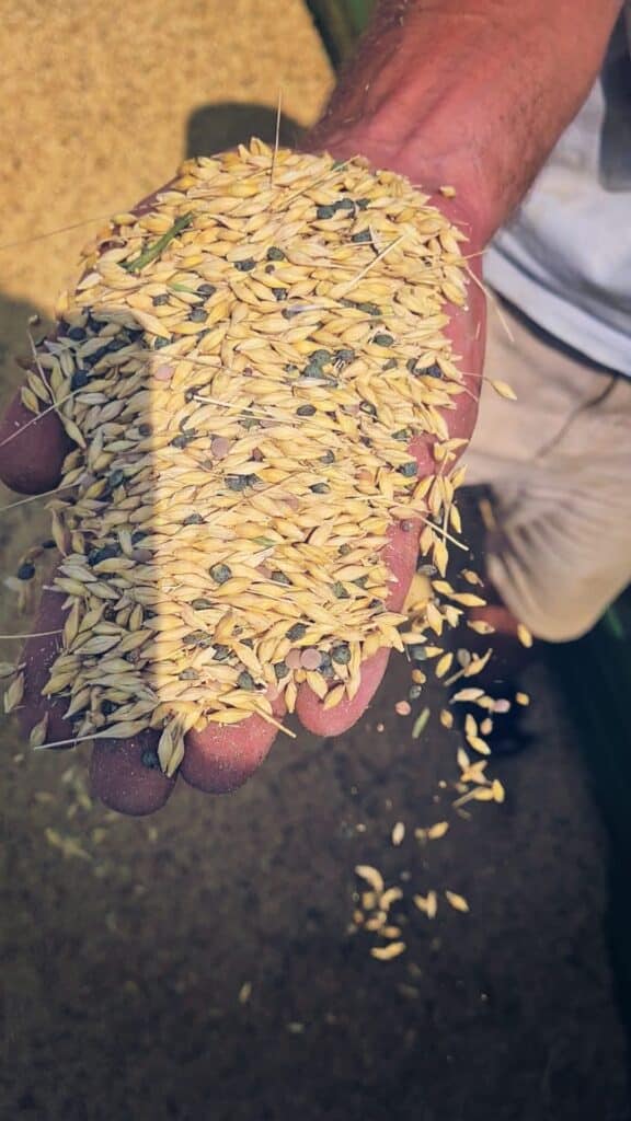 The challenges of protein crops start after thresing