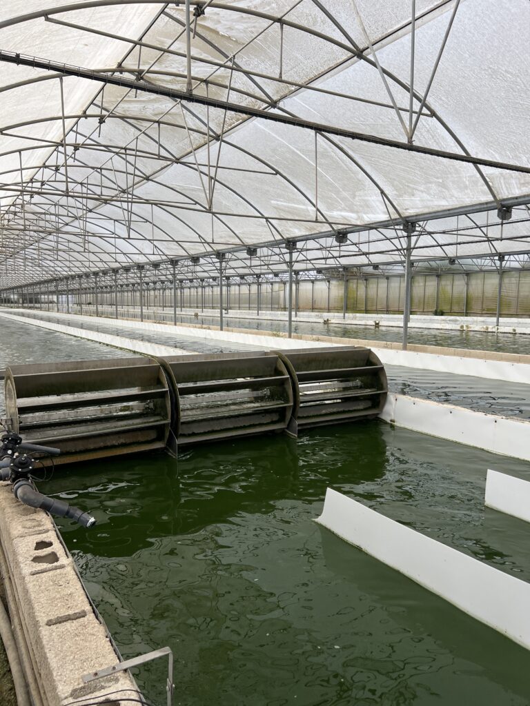 Open Raceway Pond to grow microalgae based on wastewater (SABANA project)