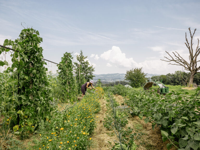 The Shift Permaculture & The Shift Collective