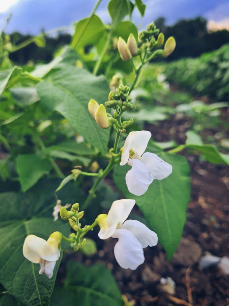 To tap the full potential of legume corps such as beans (on the picture), the right infrastructure for post harvest processing is needed